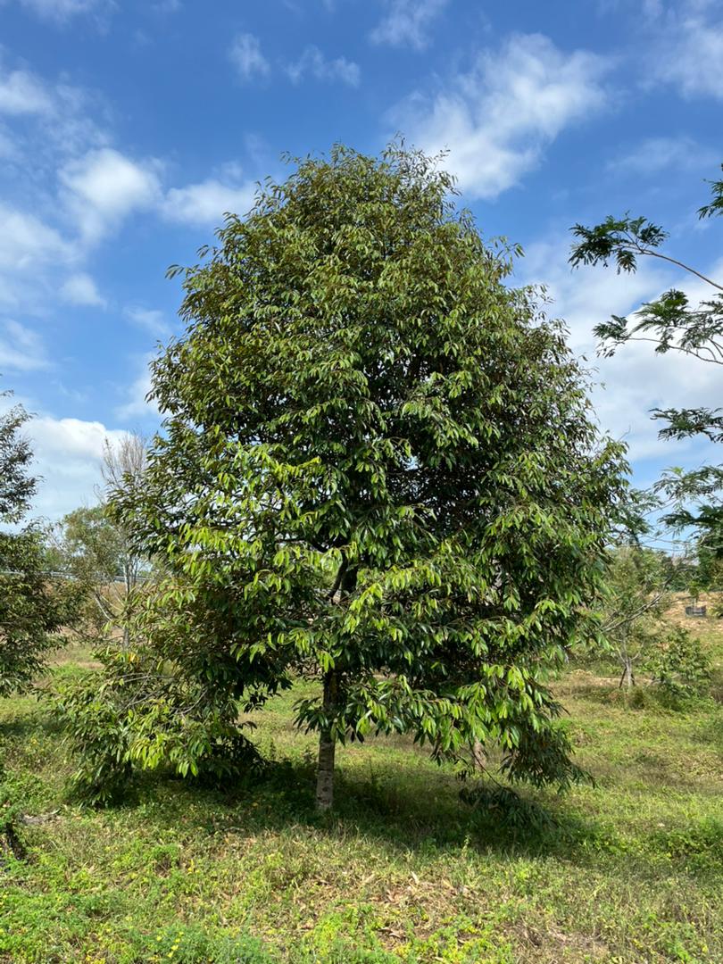 Exclusive Investment Opportunity: Premium Durian Orchard in Port Dickson