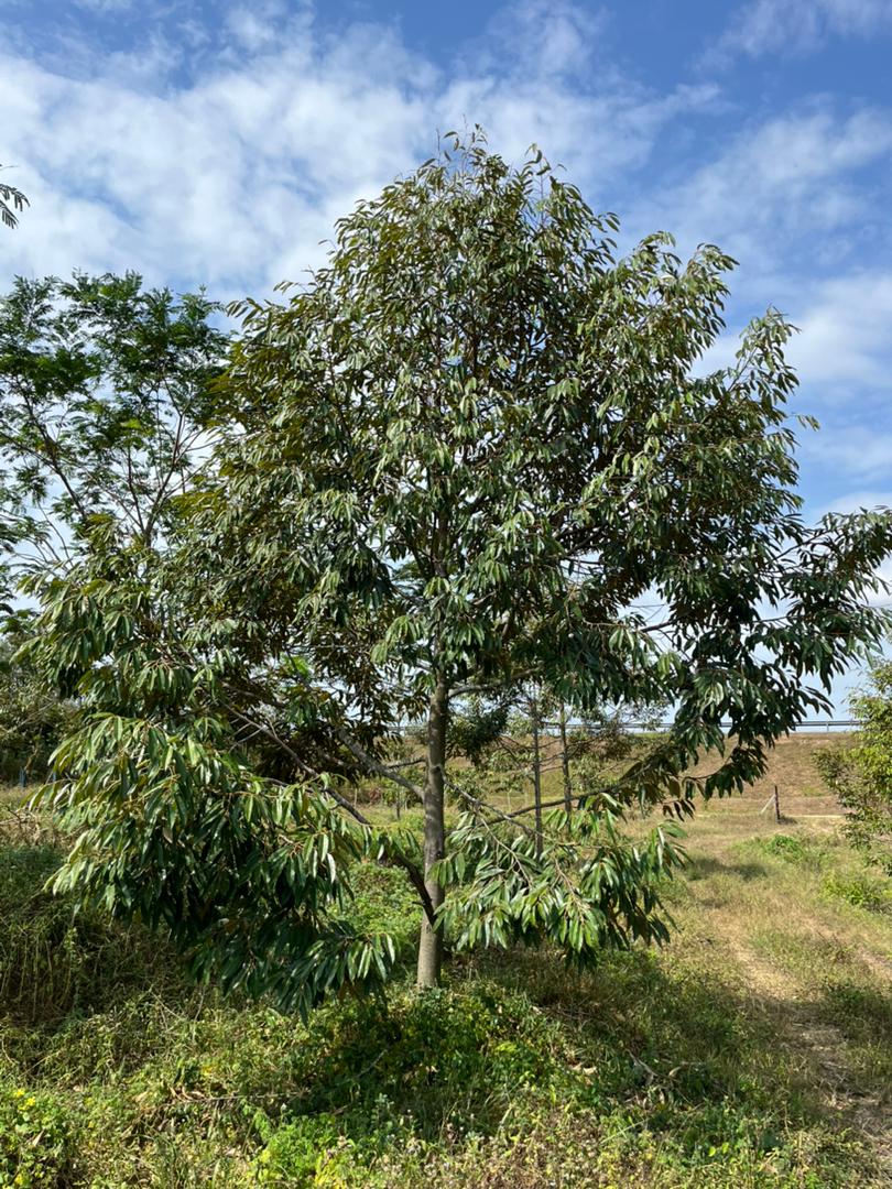 Exclusive Investment Opportunity: Premium Durian Orchard in Port Dickson