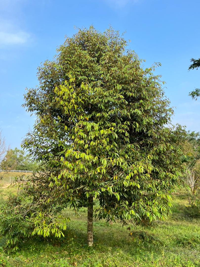 Exclusive Investment Opportunity: Premium Durian Orchard in Port Dickson