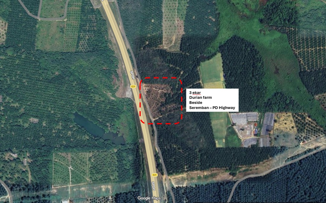 Exclusive Investment Opportunity: Premium Durian Orchard in Port Dickson