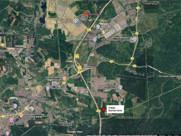 Exclusive Investment Opportunity: Premium Durian Orchard in Port Dickson