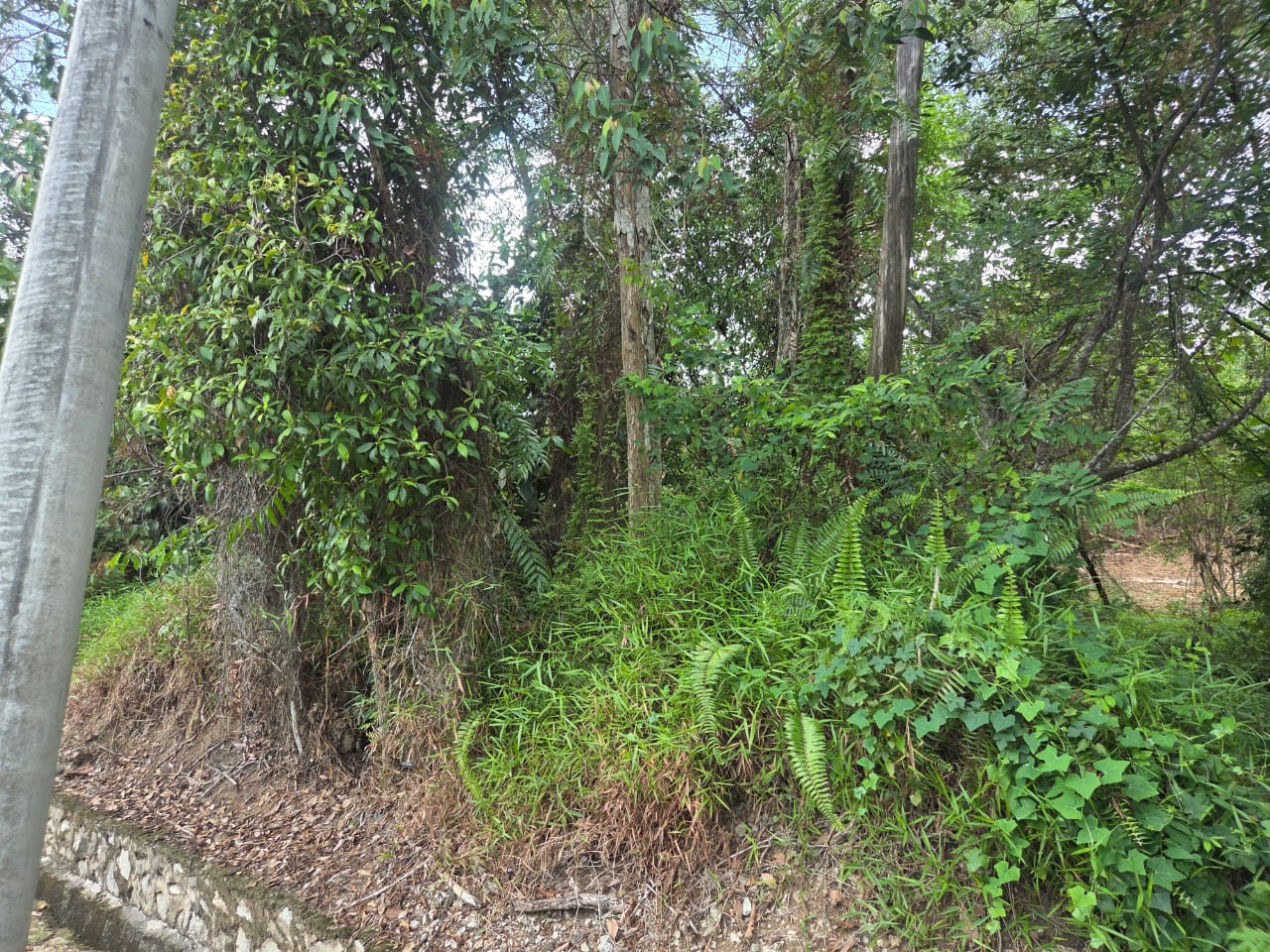 Residential land for sale at rasah kemayan